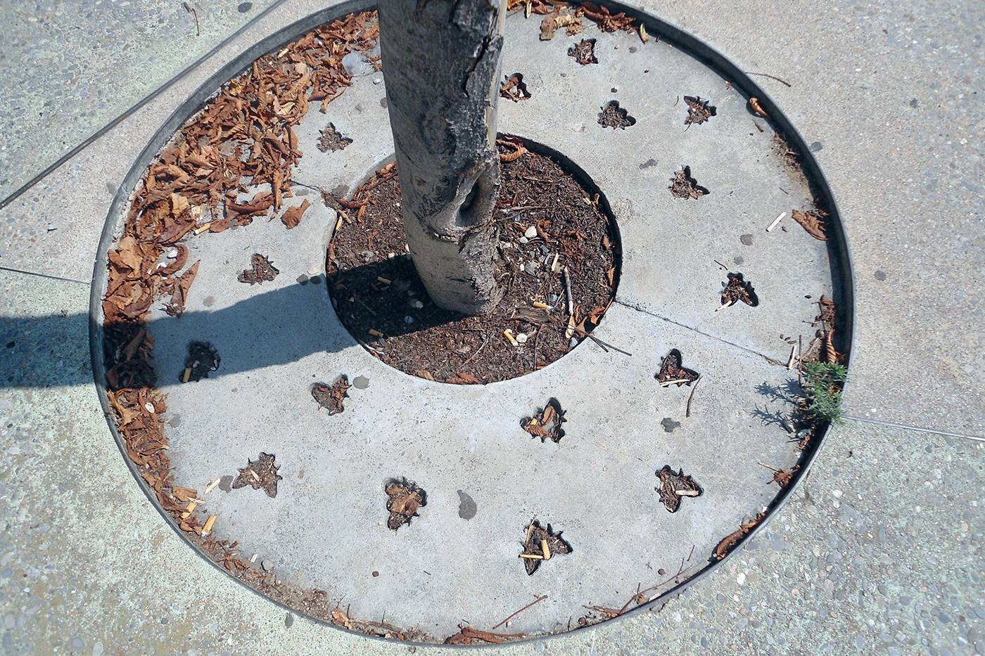 Бетонный круг. Бетонные круги для деревьев. Приствольный круг для деревьев. Приствольный круг металлический. Приствольное кольцо для деревьев.