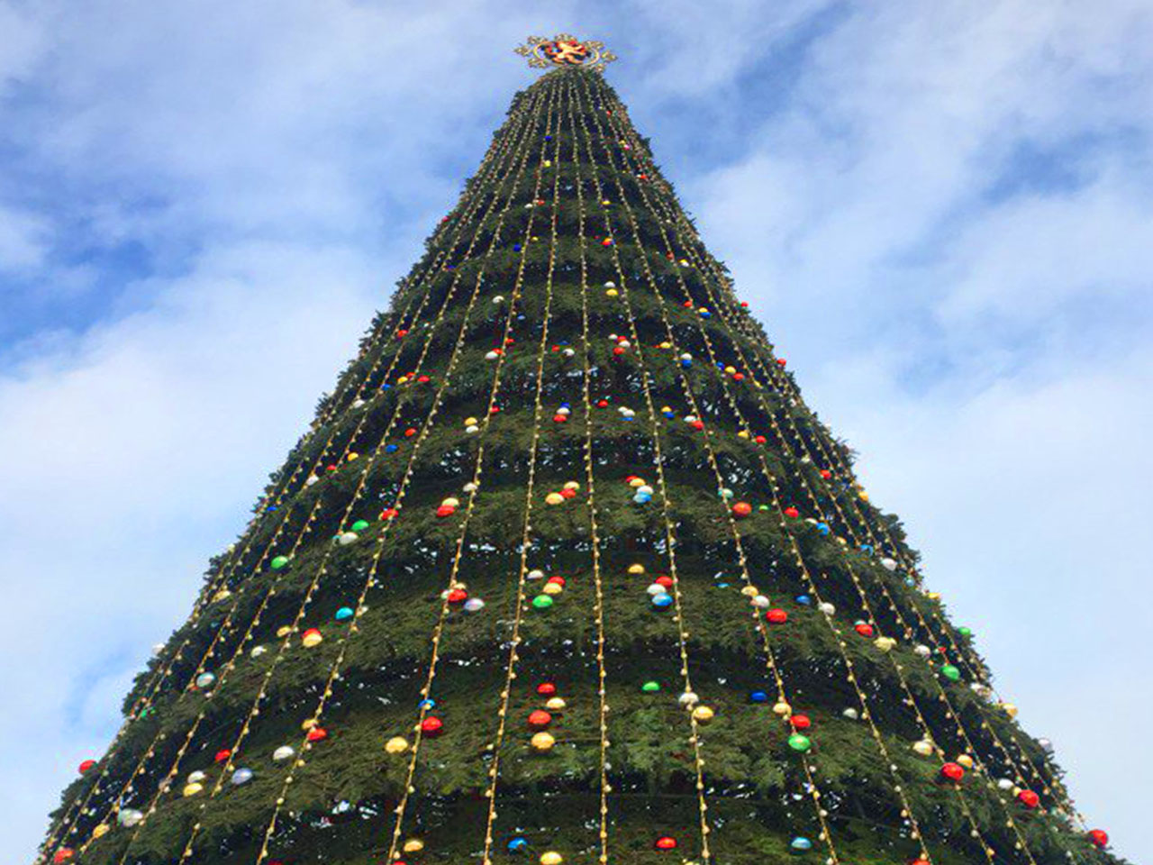 Громадные ели поднимались высоко. Самая большая елка в Мехико. Елка большая. Огромная елка. Городская елка.
