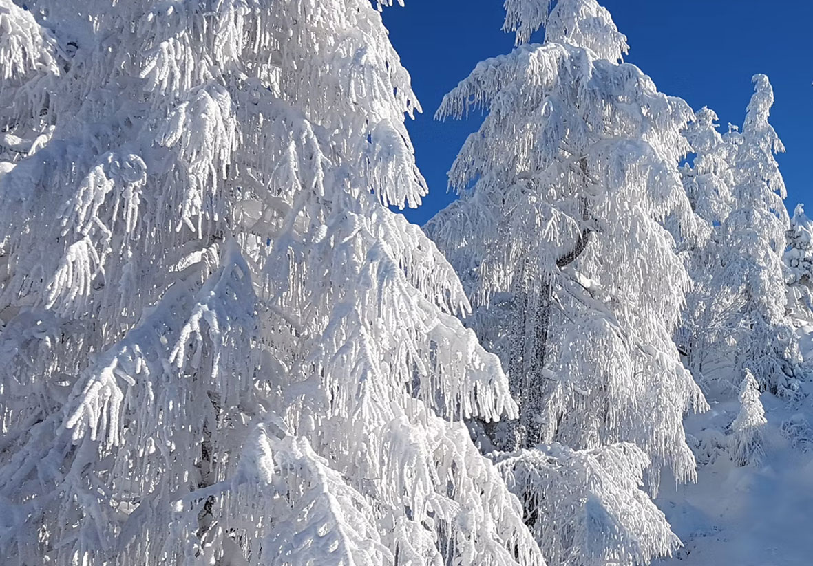 Январь месяц больших молчаливых снегов