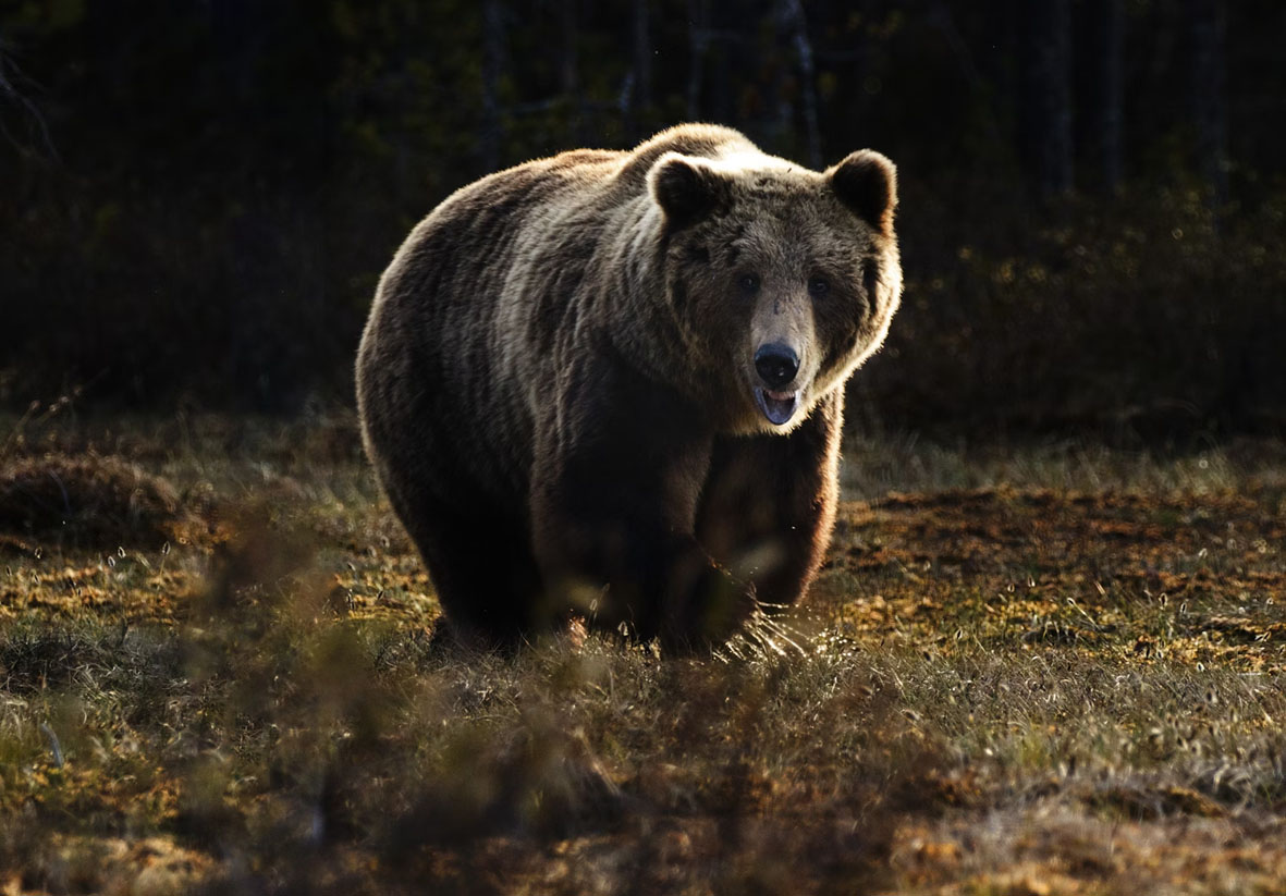 Бурый медведь скорость бега км ч. Медведь в лесу. Бурый медведь. Медведь бежит. Медведь шатун.