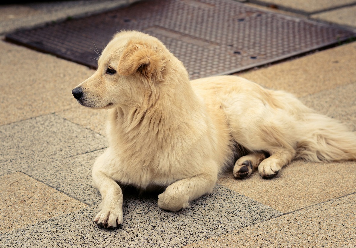 roman-marchenko-LlO2p1_lb8A-unsplash