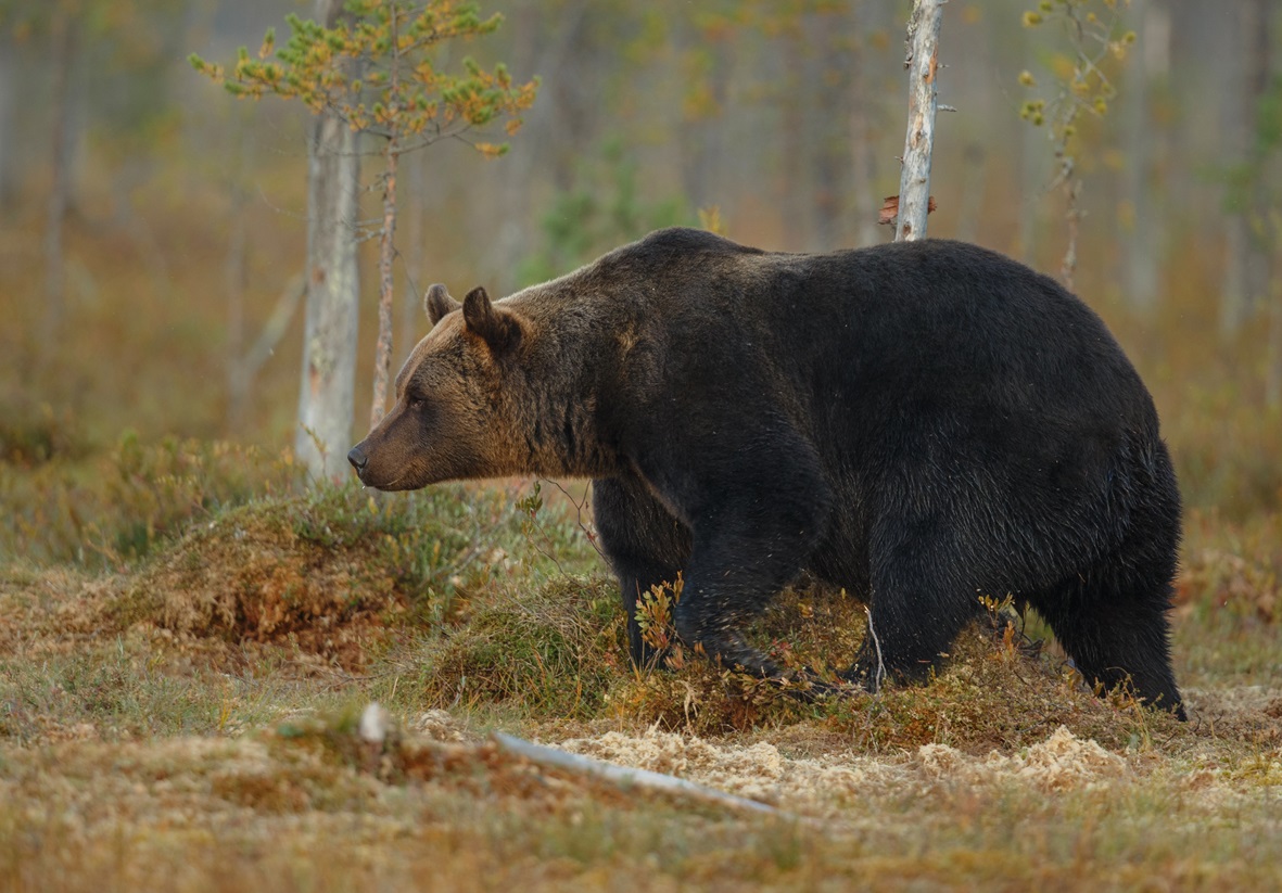 brown-bear-nature-habitat-finland