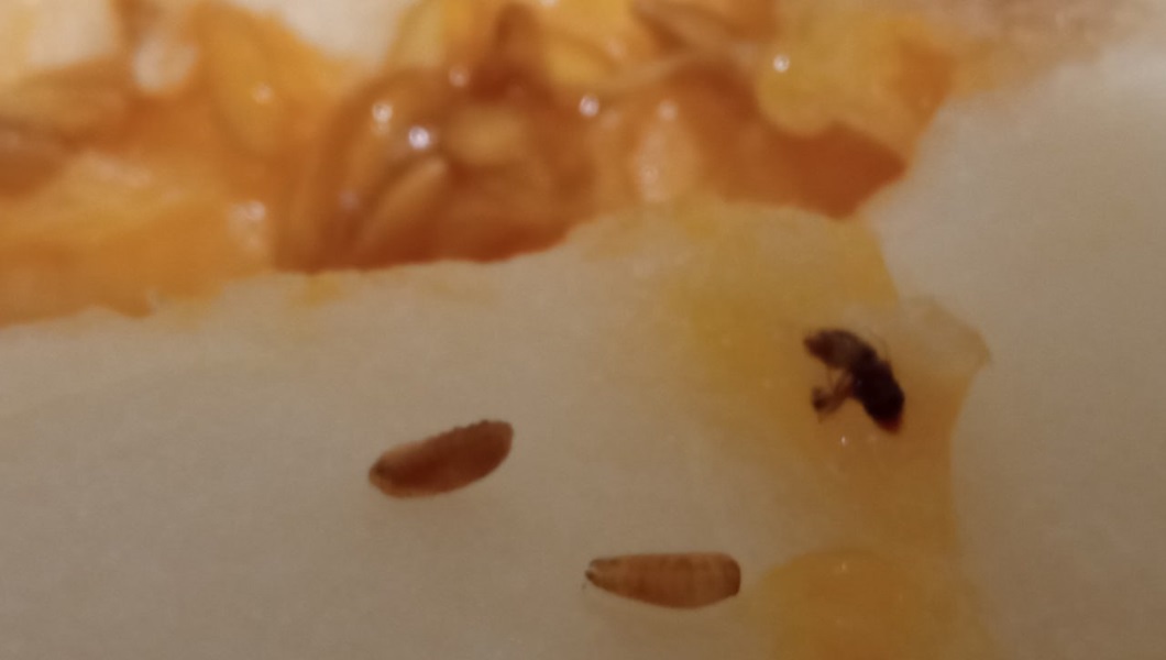 d55c6b68-e162-4436-bd6b-226e3178682b