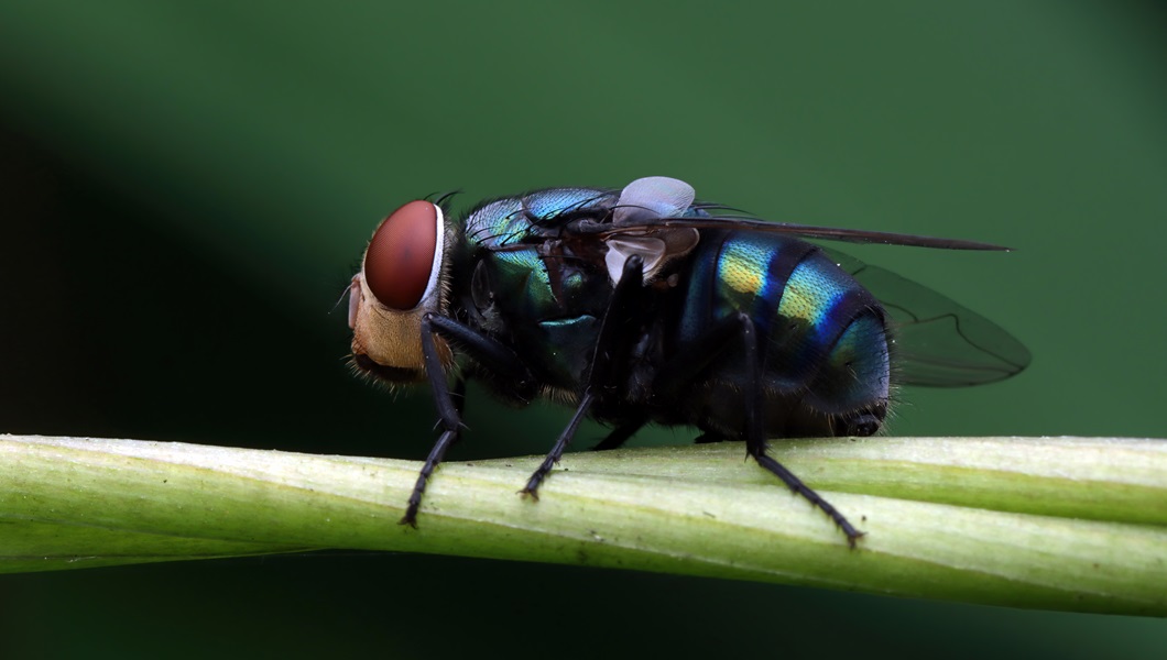 green-bottle-fly-branch