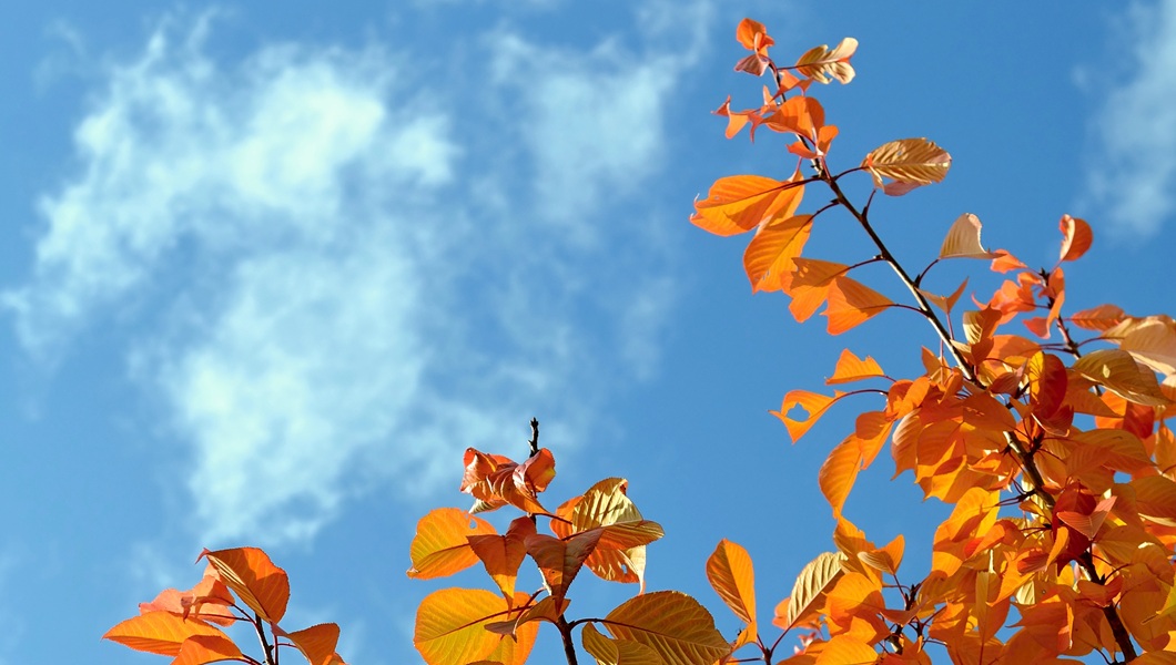 autumn-branch-clear-sky