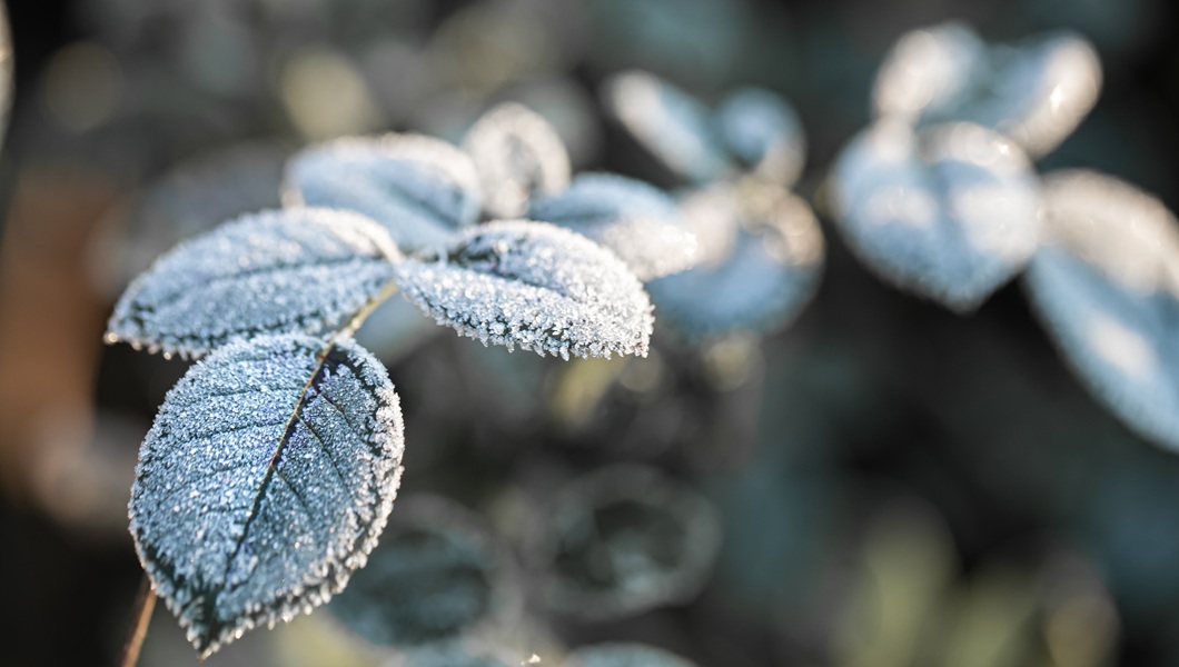 Frozen leaves with ice crystals an early frosty morning.