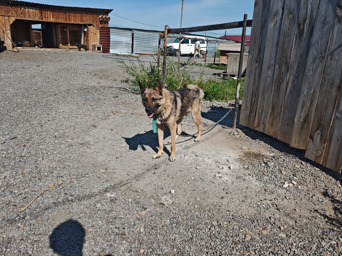 priyuty-sobaki09092025