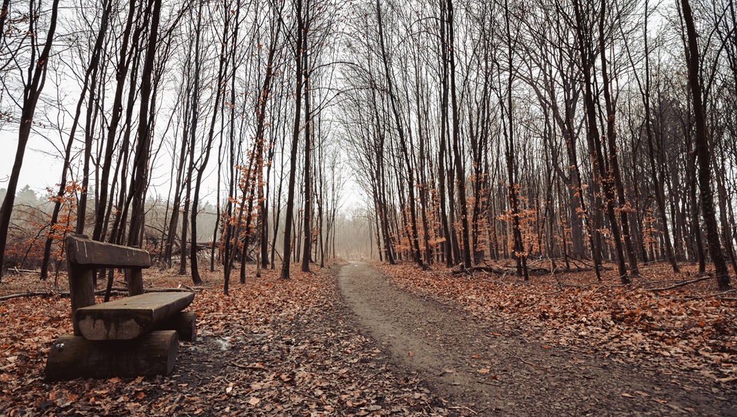 Beautiful shot of a forest road with a gloomy sky in the background