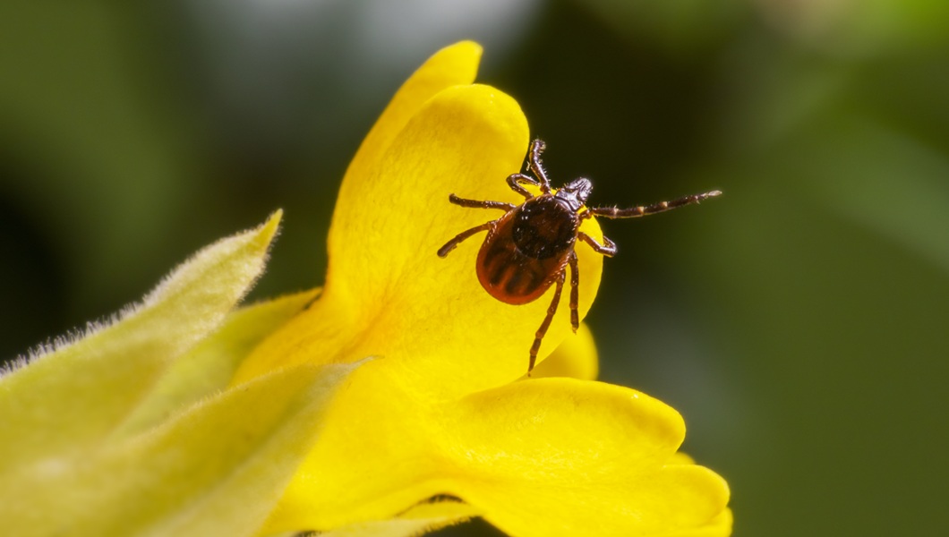 Macro Photography of Insect in Yellow Flower