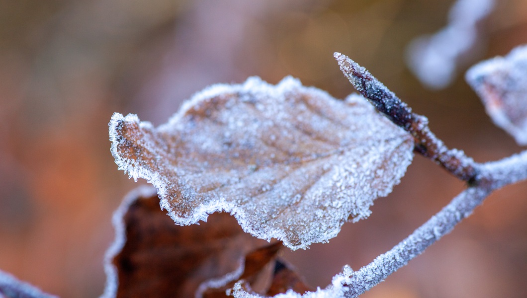 closeup-frozen-leaf-1