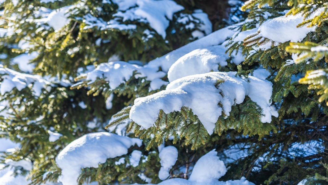 Beautiful outdoor nature landscape with christmas tree