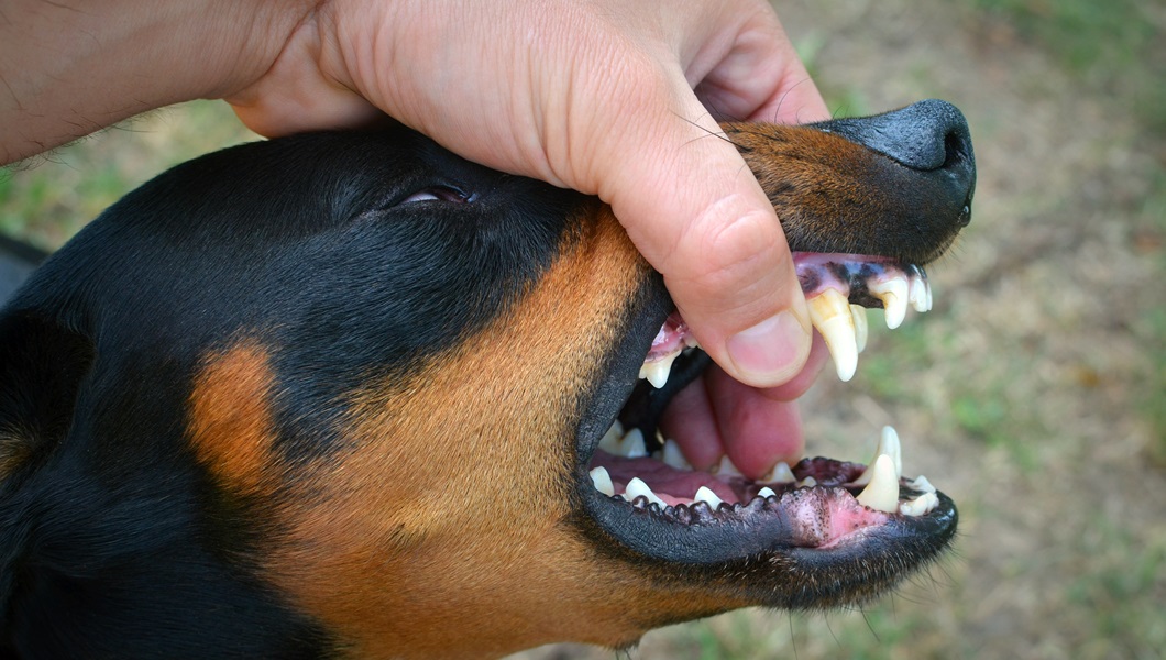 Vicious dog showing teeth and biting hand.