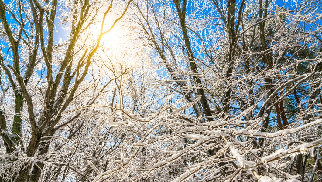 Frozen trees in winter with blue sky