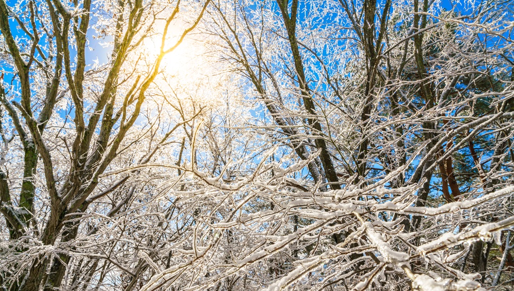Frozen trees in winter with blue sky