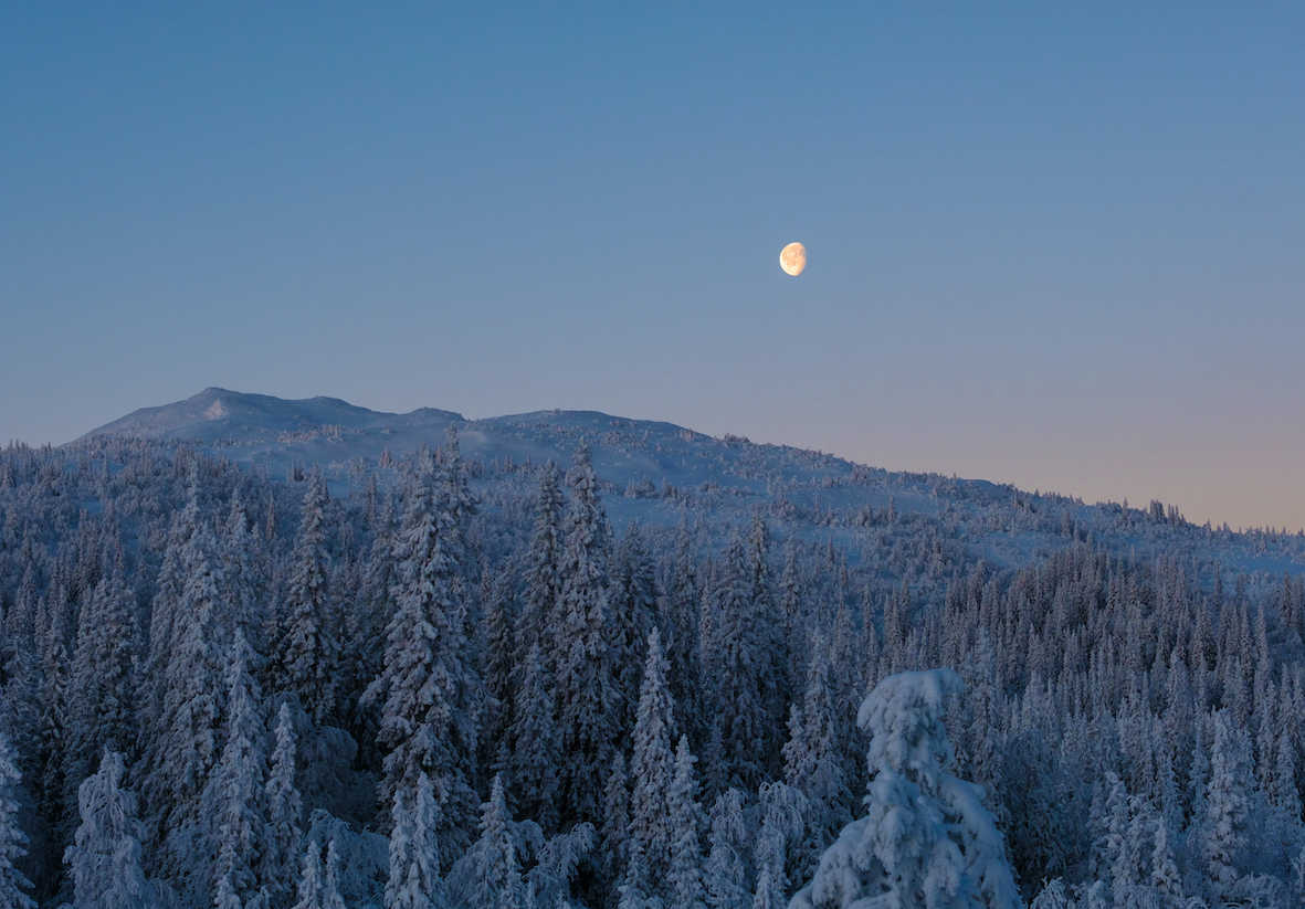 Beautiful shot of a mountainous forest with fir trees and a bright moon in the sky