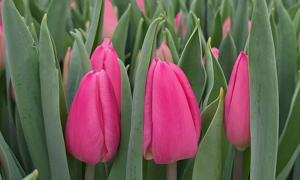 Pervaya-srezka-tyulpanov-4-