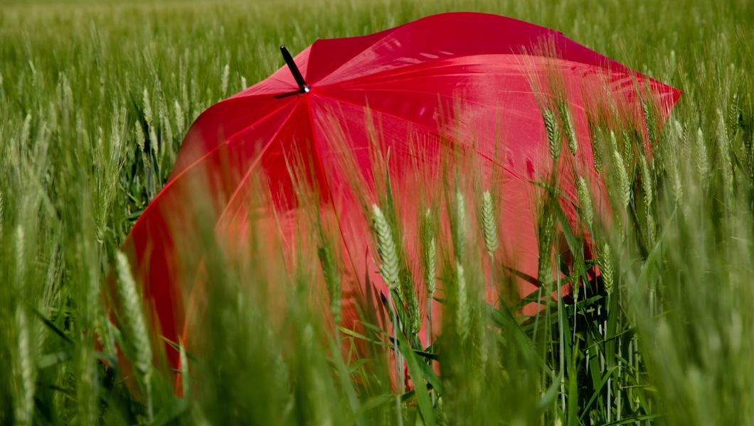 Closeup shot of an open red umbrella in the green grass